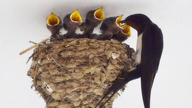 网络图片(侵删) 网络图片(侵删)