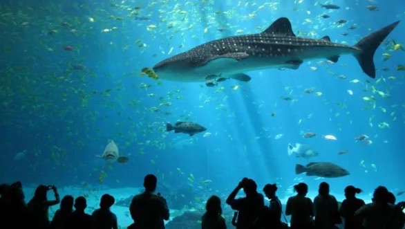 网络图片(侵删) 网络图片(侵删)