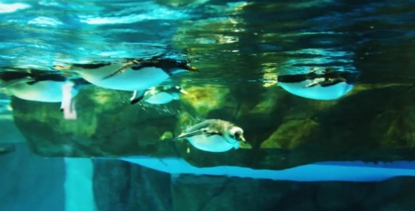 网络图片(侵删) 网络图片(侵删)