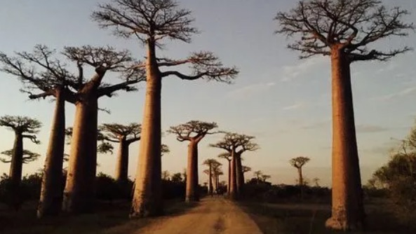 网络图片(侵删) 网络图片(侵删)