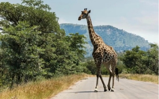 网络配图 网络配图