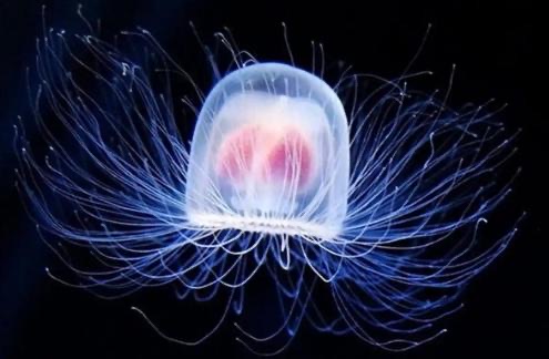 网络配图 网络配图