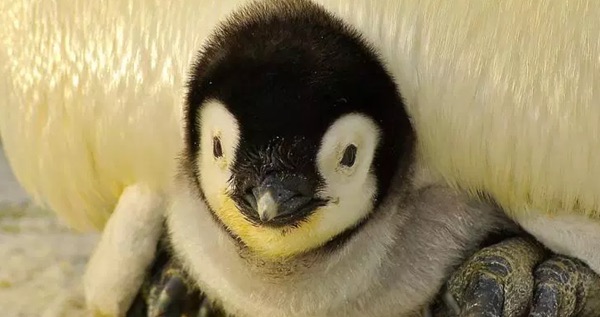 网络图片(侵删) 网络图片(侵删)