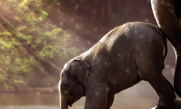 网络图片(侵删) 网络图片(侵删)