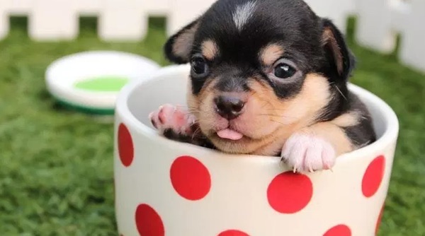 网络图片(侵删) 网络图片(侵删)