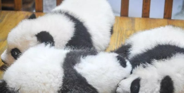 网络图片(侵删) 网络图片(侵删)