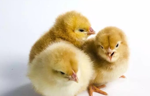 网络图片(侵删) 网络图片(侵删)