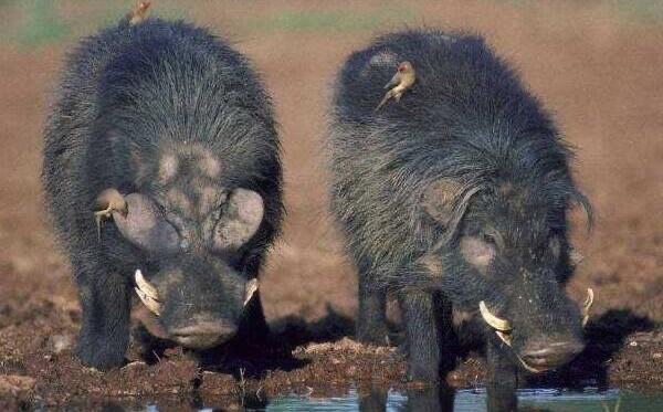 网络图片(侵删) 网络图片(侵删)