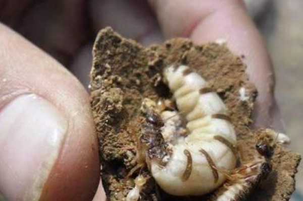 网络图片(侵删) 网络图片(侵删)