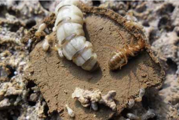 网络图片(侵删) 网络图片(侵删)