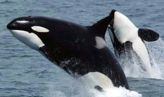 网络图片(侵删) 网络图片(侵删)