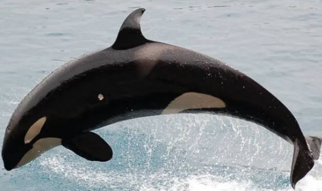 网络图片(侵删) 网络图片(侵删)