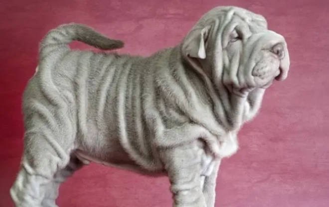 网络图片(侵删) 网络图片(侵删)