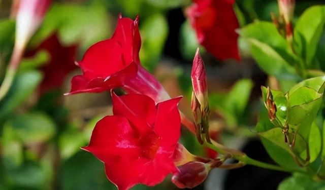 网络配图 网络配图