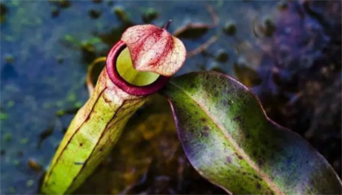 网络配图 网络配图