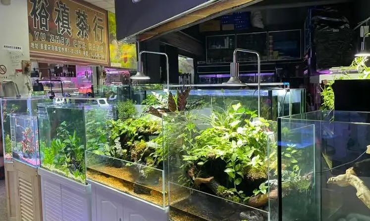 网络图片(侵删) 网络图片(侵删)