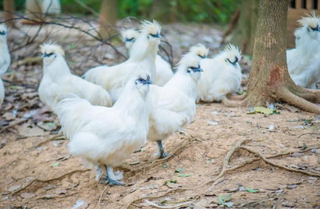 网络图片(侵删) 网络图片(侵删)